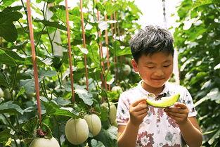 小何娱乐吃瓜,揭秘娱乐圈吃瓜背后的真相  第3张