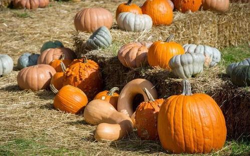 抓马娱乐会火吃瓜,火吃瓜背后的娱乐生态揭秘  第3张