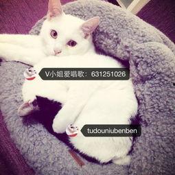 娱乐吃瓜酱布丁是只喵,揭秘网红喵星人的魅力人生  第2张