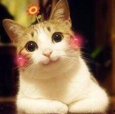 娱乐吃瓜酱布丁是只喵,揭秘网红喵星人的魅力人生  第3张