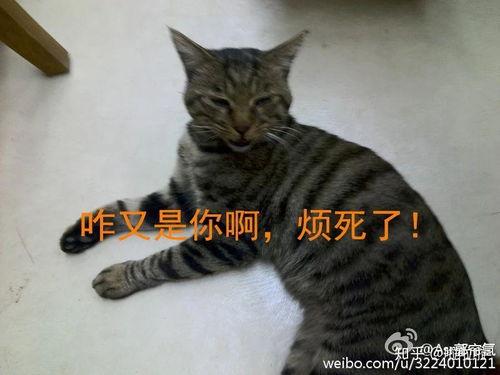 娱乐吃瓜酱虐猫,真相与反思  第2张