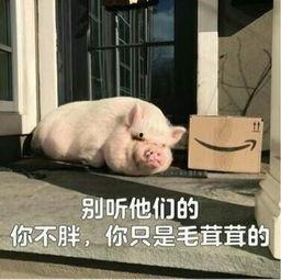 娱乐吃瓜酱猪猪视频大全