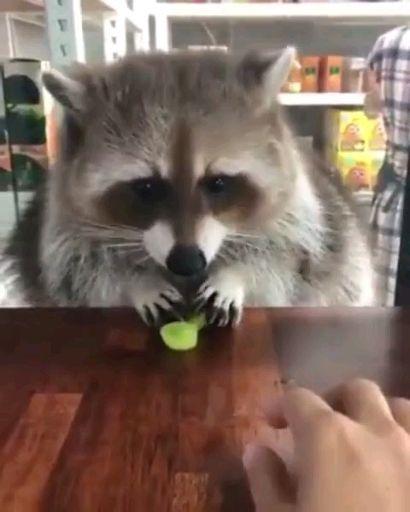 娱乐吃瓜酱小动物视频大全,趣味十足！小动物吃瓜视频大盘点  第2张