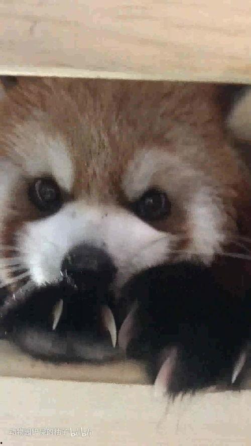 娱乐吃瓜酱小动物视频大全,趣味十足！小动物吃瓜视频大盘点  第3张