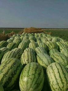 娱乐圈吃瓜买西瓜,娱乐圈瓜田乐享西瓜时光  第2张