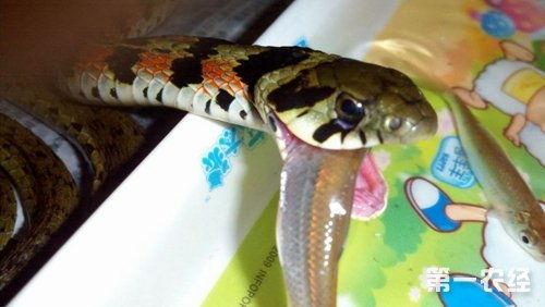 娱乐吃瓜酱蛇  第2张