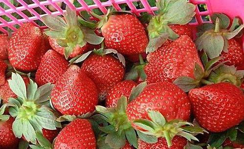 娱乐吃瓜酱草莓,揭秘明星幕后故事  第2张