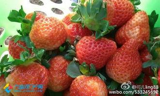 娱乐吃瓜酱草莓,揭秘明星幕后故事  第3张