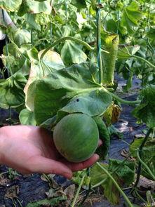 吃瓜论坛,网络舆论场上的“瓜田”风云  第3张